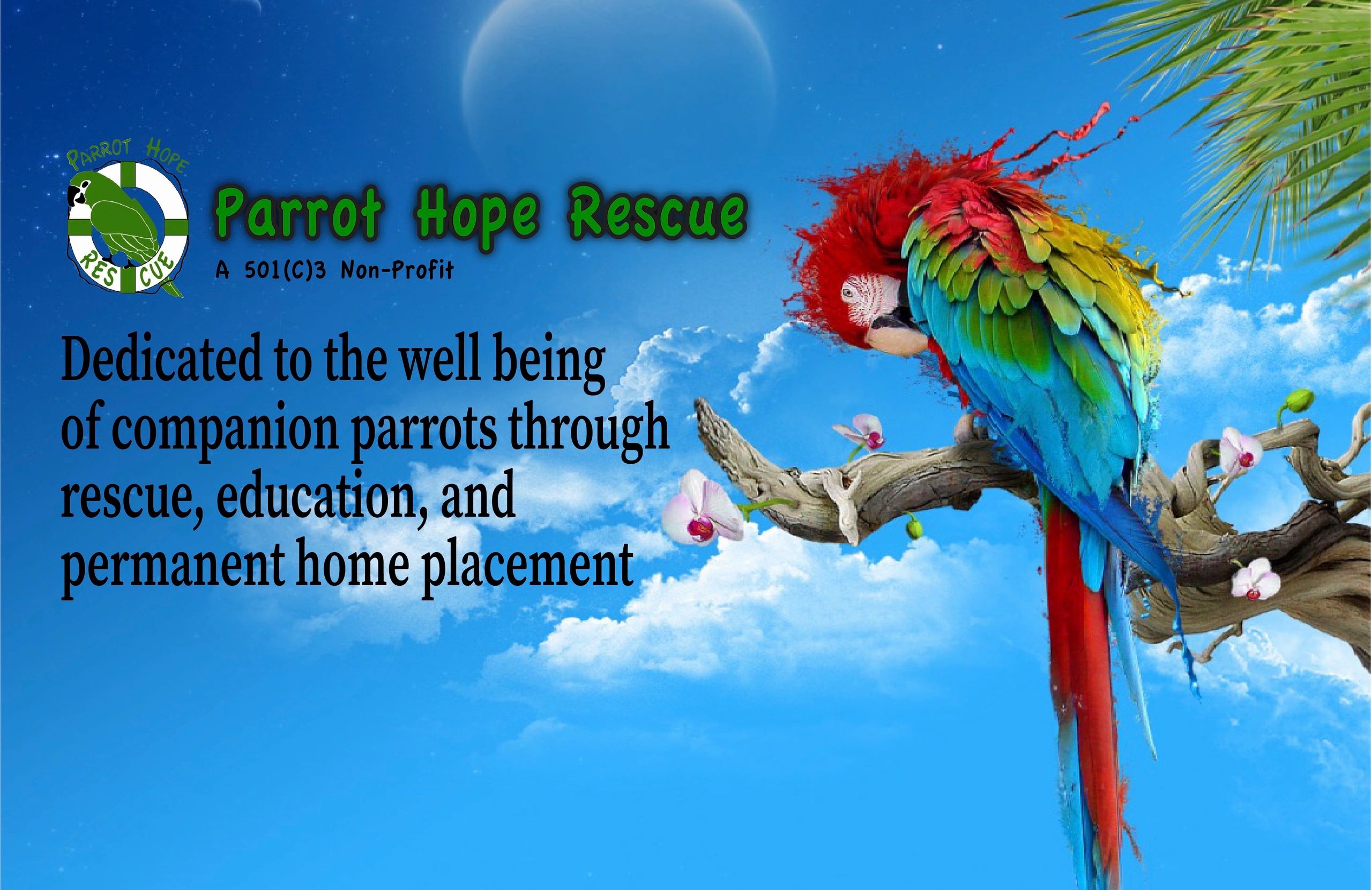 Adopt A Bird Parrot Hope Rescue